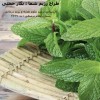 کلینیک رژیم درمانی