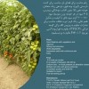 فروش بذر گوجه کاردلن