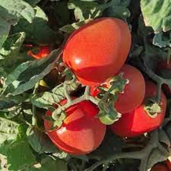 توزیع بذر گوجه برنتا محصول سمینیس