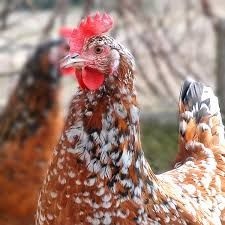 _فروش جوجه و مرغ محلی و بومی