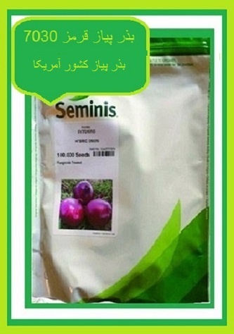 قیمت بذر پیاز 7030