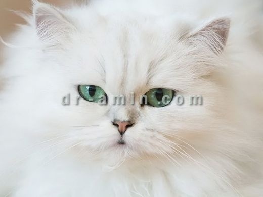 خرید و فروش پت