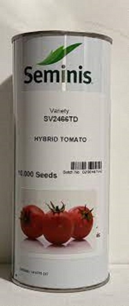 قیمت بذر گوجه 2466  SV ....محصول سمینیس