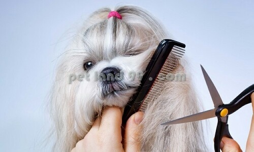 آموزش آرایش حیوانات خانگی