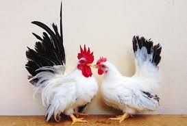 فروش مرغ محلی اصلاح شده با راندمان تخم گذاری و رشد بالا
