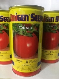 فروش بذر گوجه یونی ژن