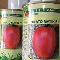 بذر گوجه متین دانمارک