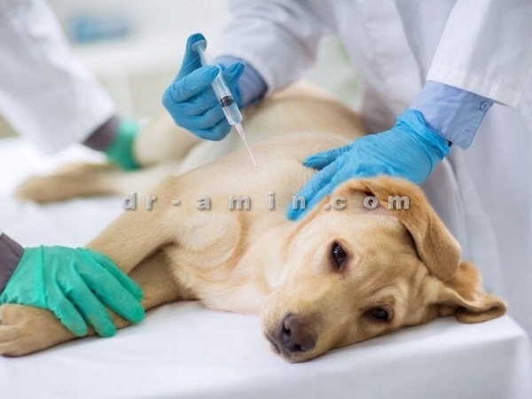‎درمان بیماری سگ و گربه
