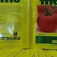 فروش بذر گوجه طلا