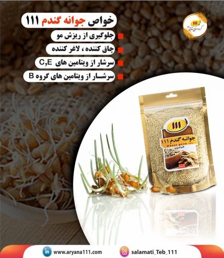 جوانه گندم