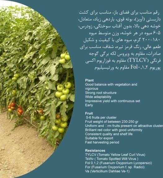 فروش بذر گوجه کاردلن