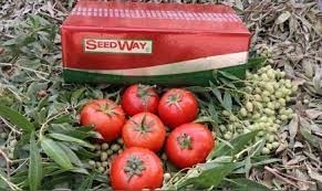 بذر گوجه هیبرید تایفون