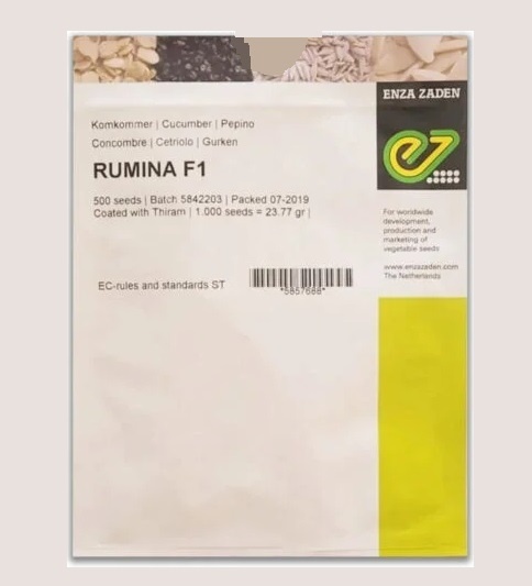 فروش بذر خیار Rumina F1