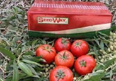 فروش بذر گوجه تایفون