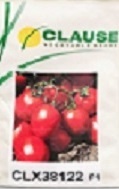 فروش بذر گوجه 38122 کلوز