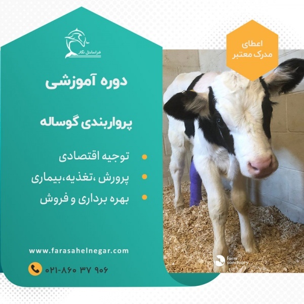 دوره آموزشی پرورش گوساله پرواری