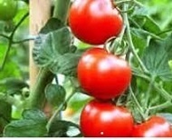 فروش بذر گوجه لورنزو